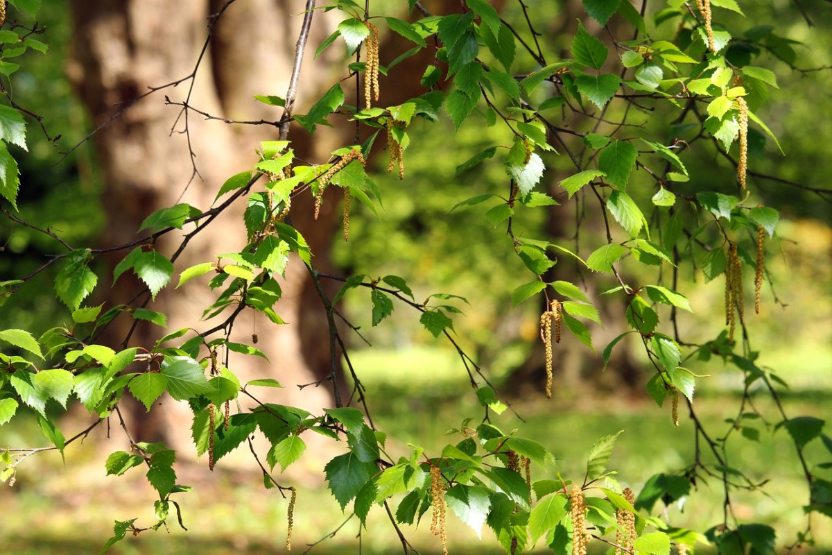 阳光下树枝上的绿叶免费图片
