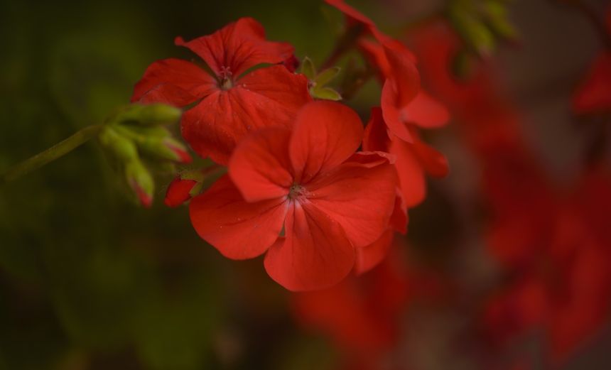 天竺葵,花,红色