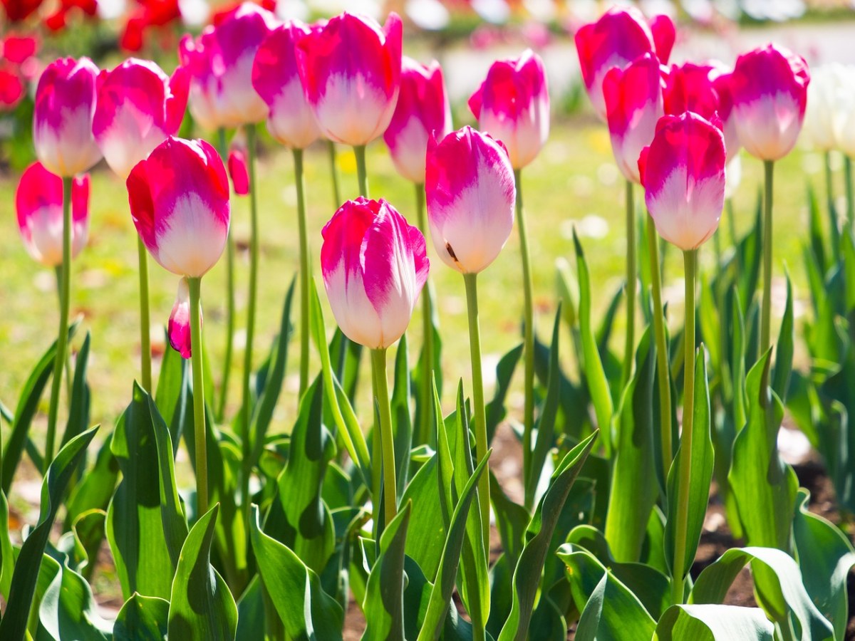郁金香、春天、鲜花免费图片