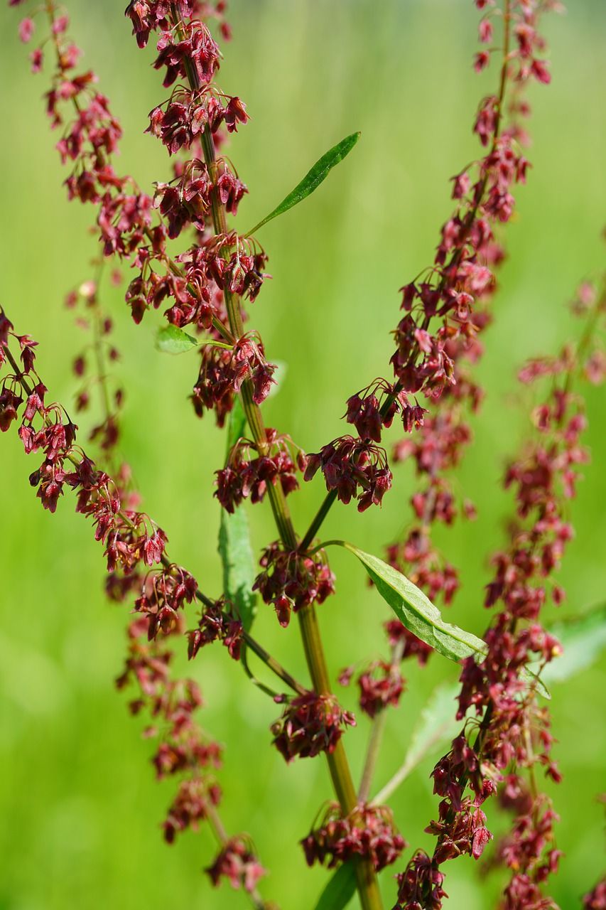 花序,红褐色,豆荚