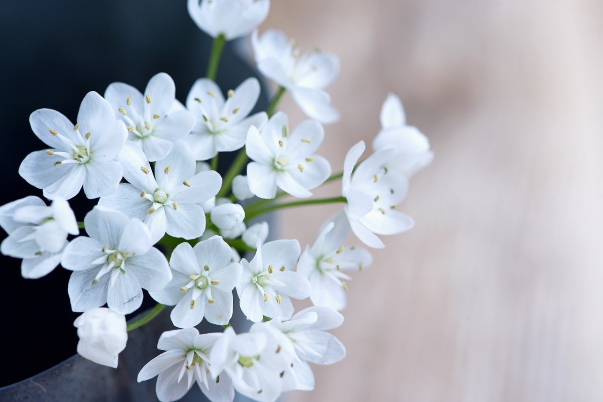 花,鲜花,白