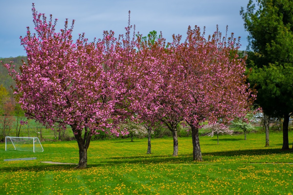 春天花园草地上开花的樱花树免费图片
