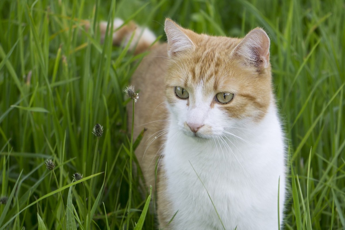 猫、在草丛中的猫、猫打击通过的草地上免费图片