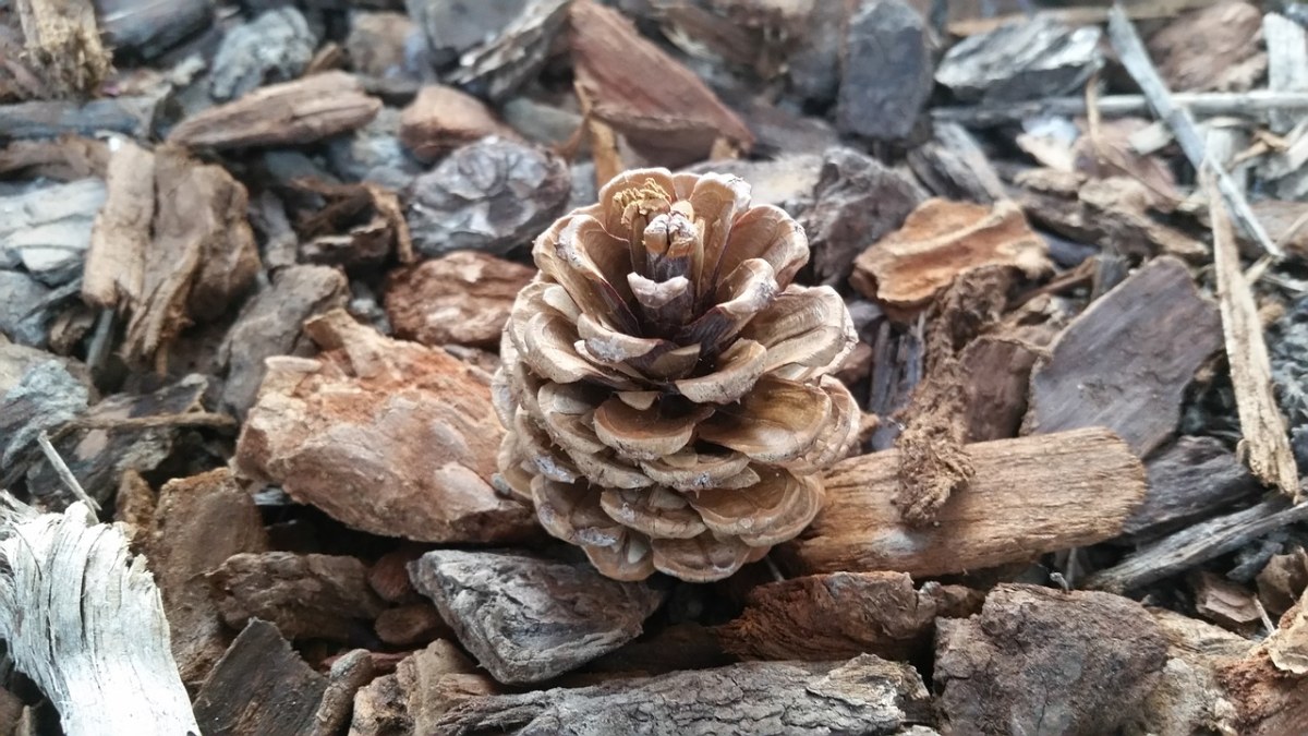 桌面,背景,松塔