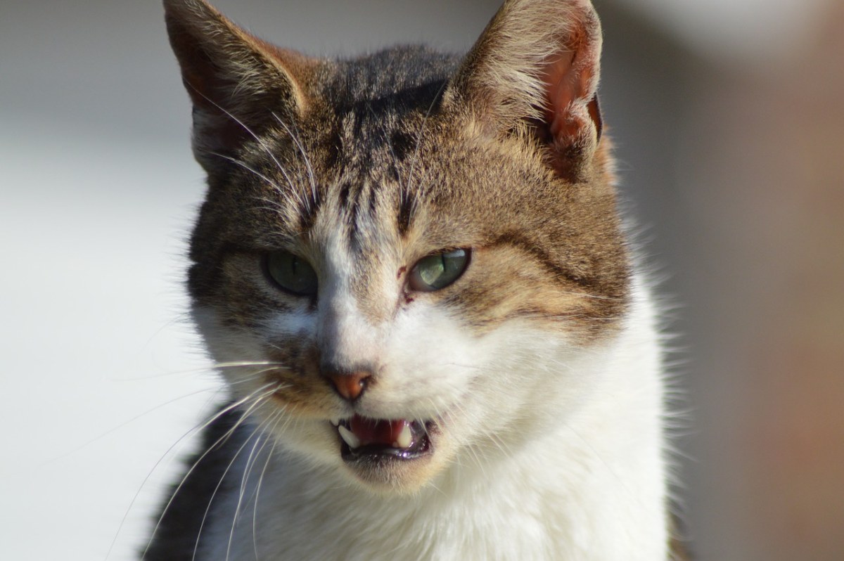 猫,牙齿,捕食者