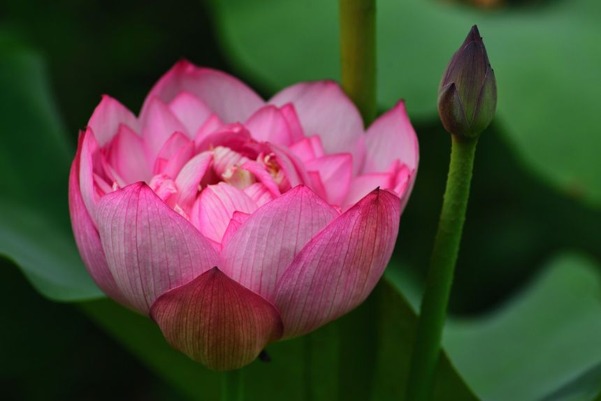 植物,花,蓮花