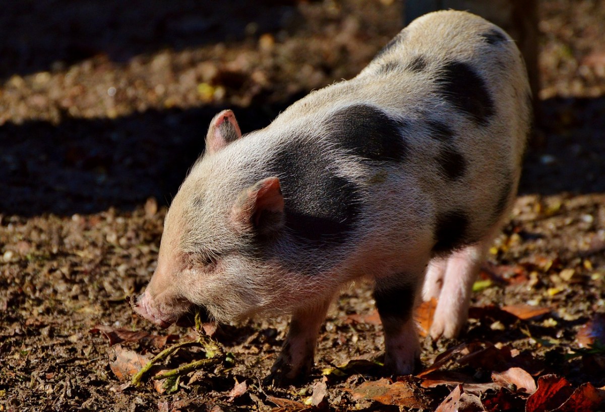 阳光下的一只小猪仔免费图片