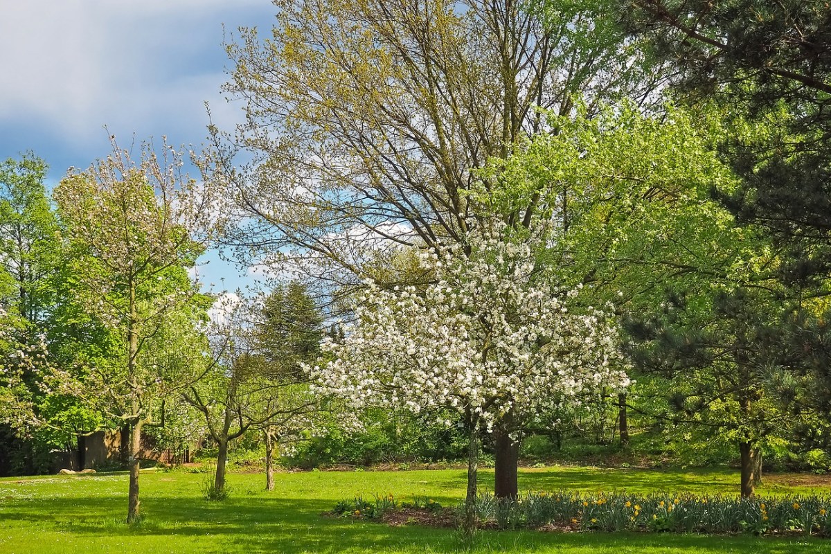 春天草坪上的树免费图片