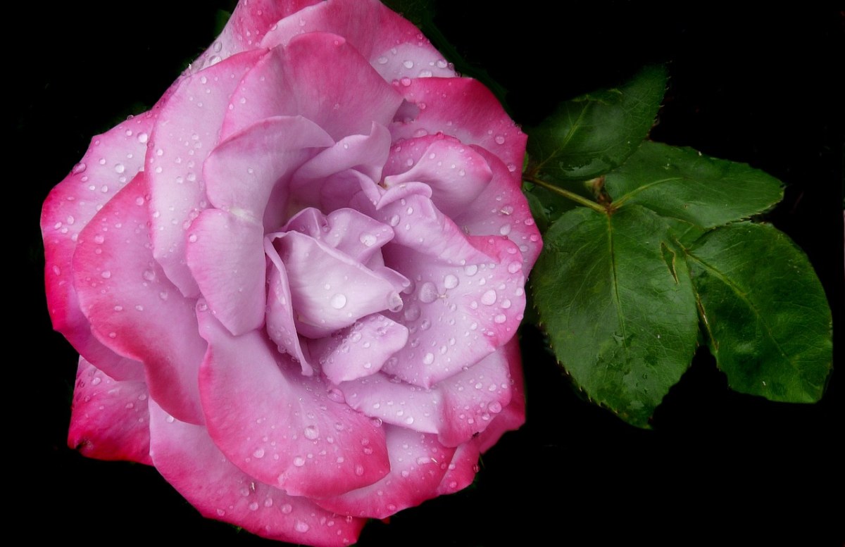 玫瑰、紫红、粉红色免费图片