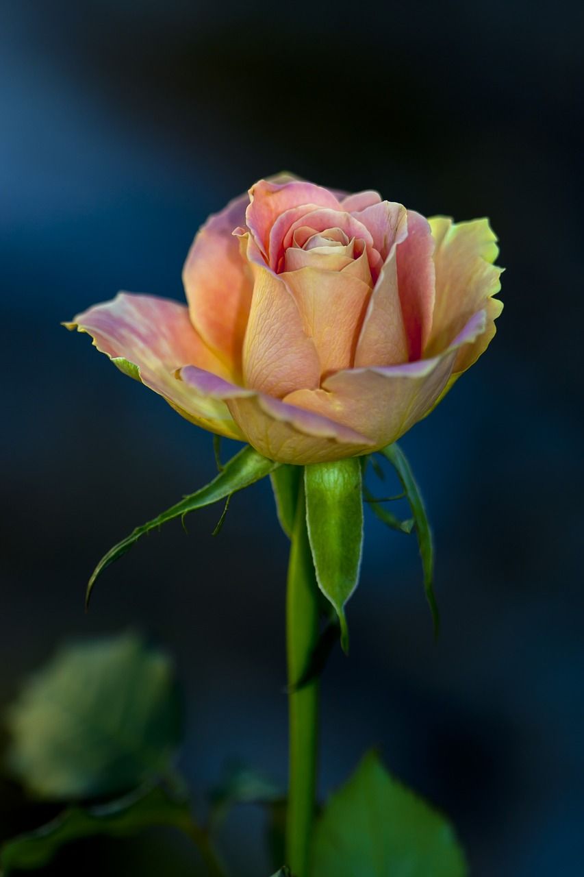 花卉,性质,玫瑰