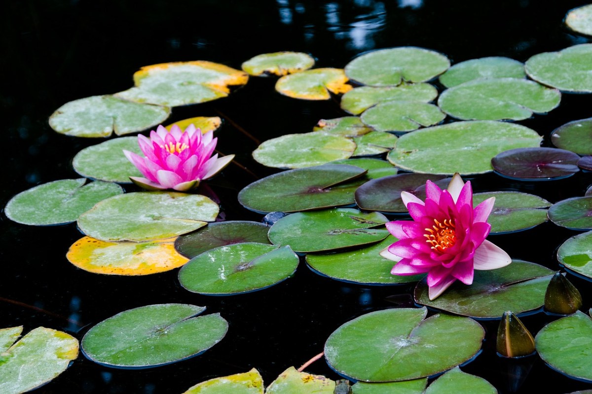 水、莲花、水生植物免费图片