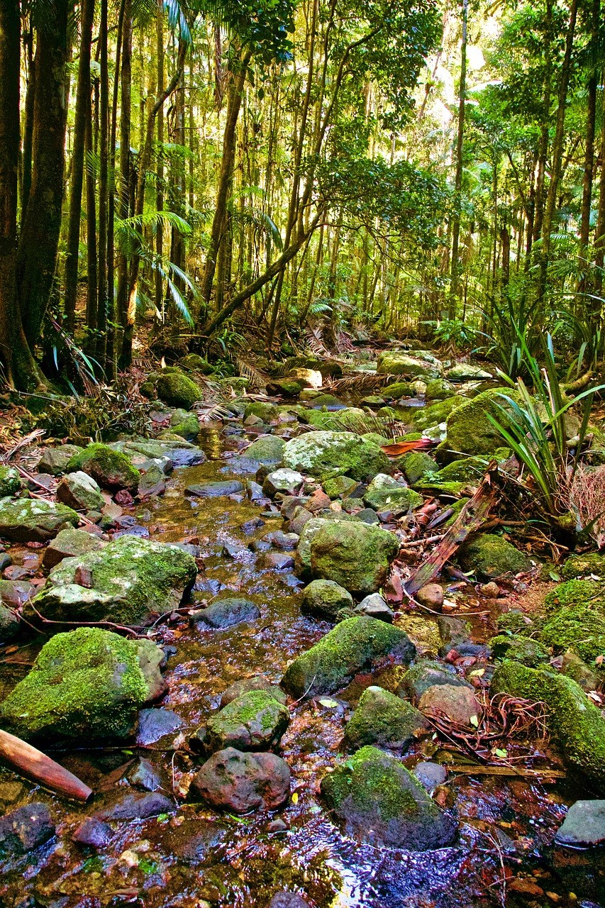 溪、森林、热带免费图片