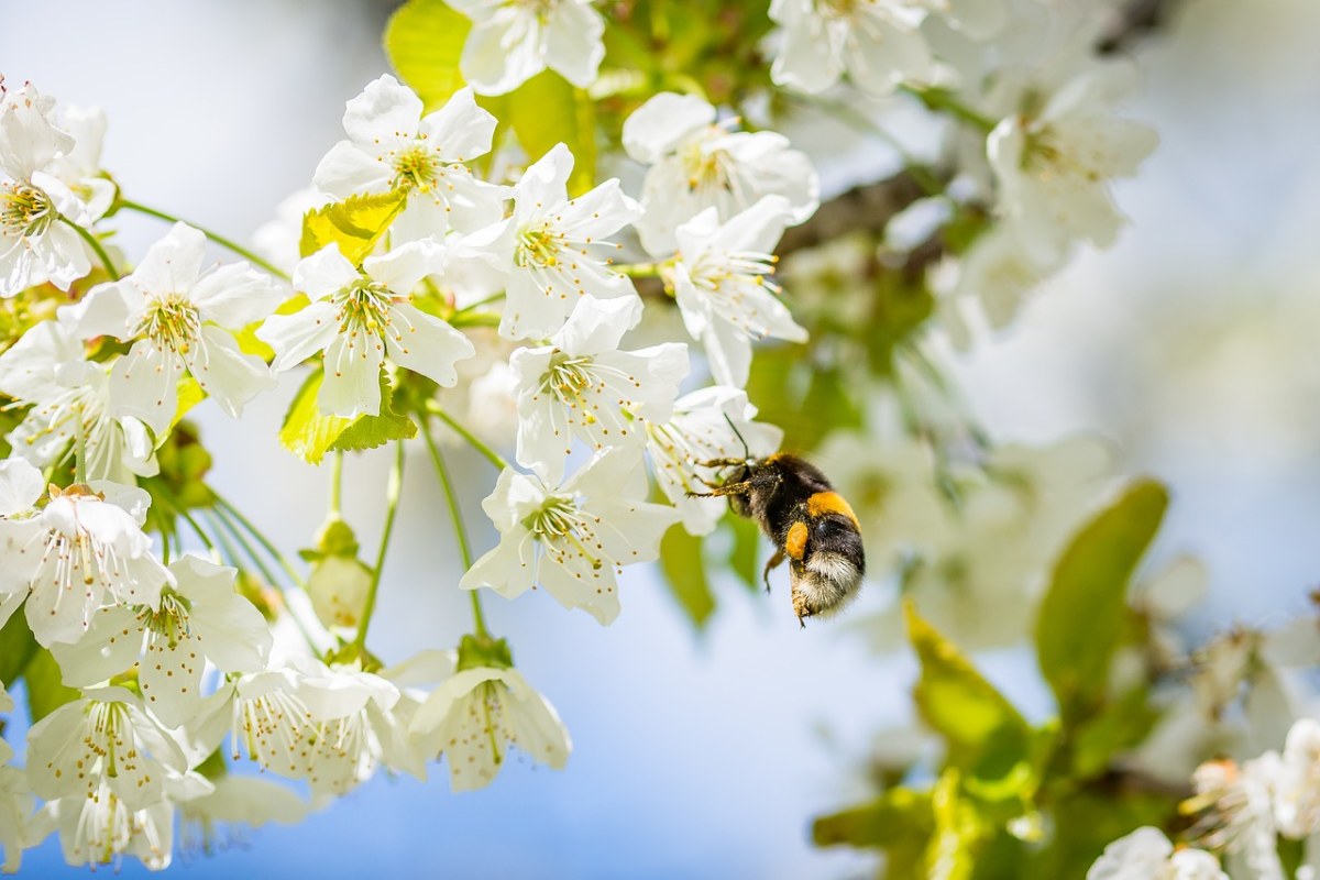春天的蜜蜂采花免费图片