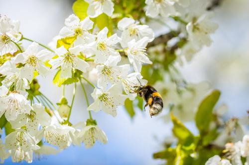 春天的蜜蜂采花
