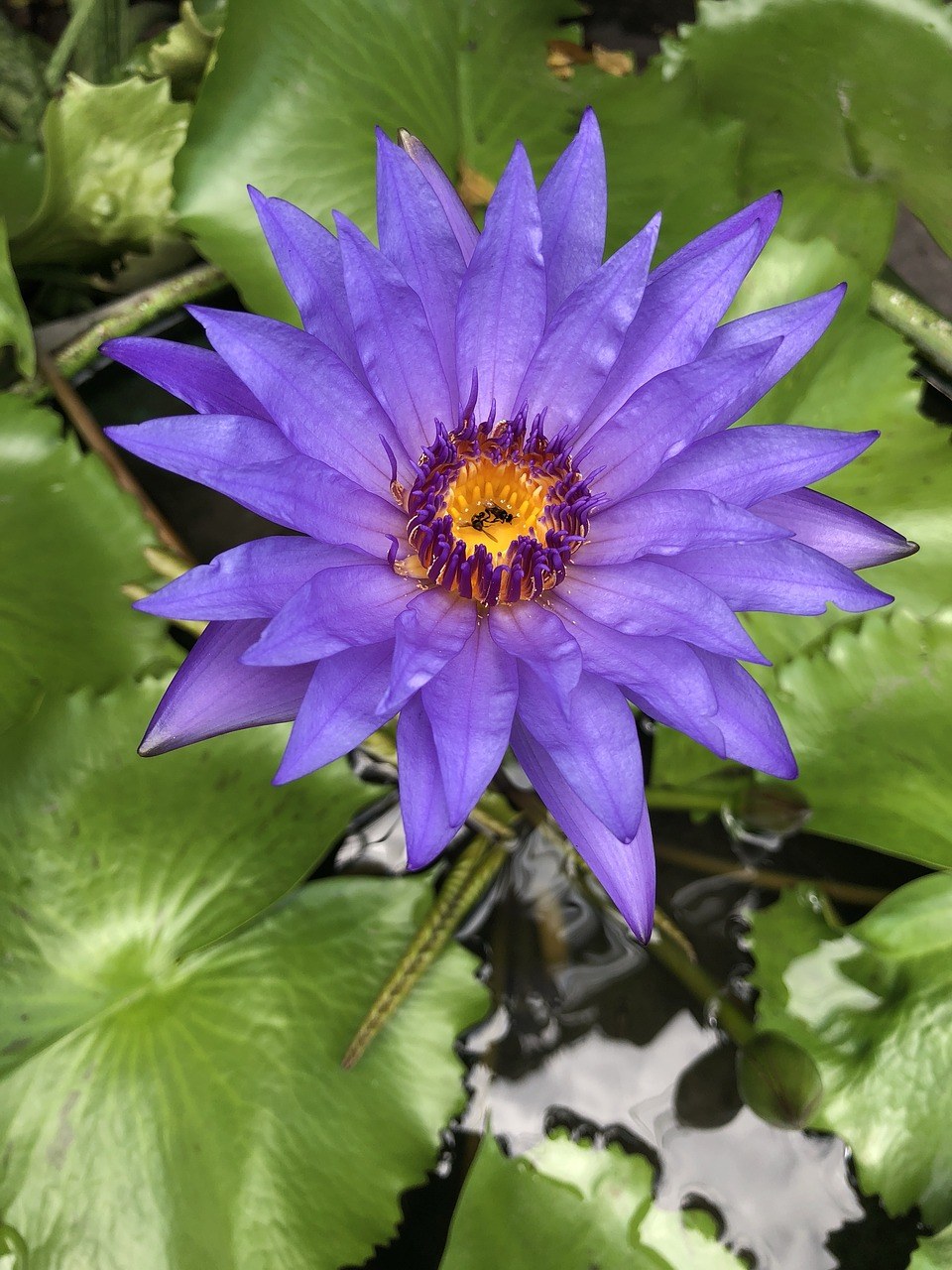 紫莲花、紫色花、水花卉免费图片