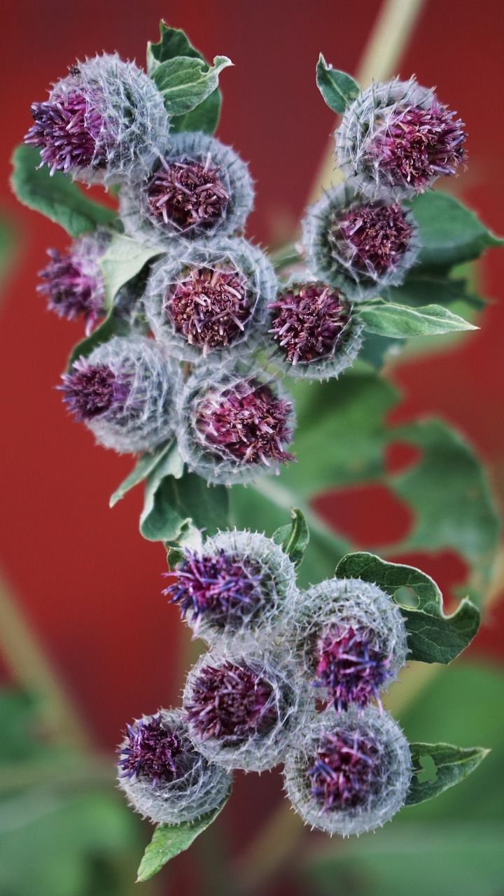 仙鹤草,植物,绿党