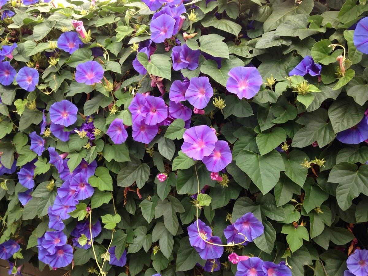 蓝色的花、喇叭花、履带板免费图片
