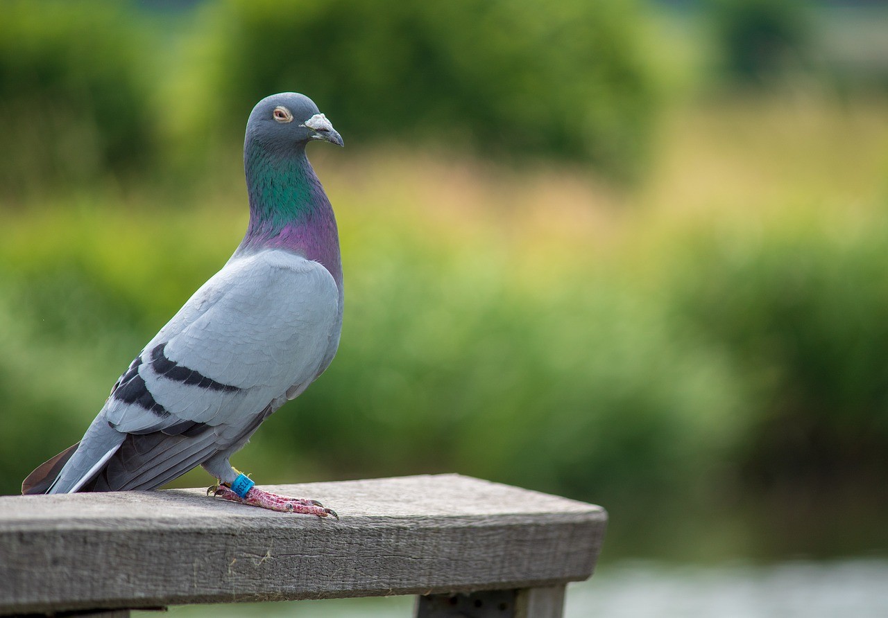 鸽子,鸟,羽毛