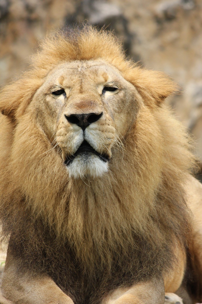 狮子,骄傲,大猫