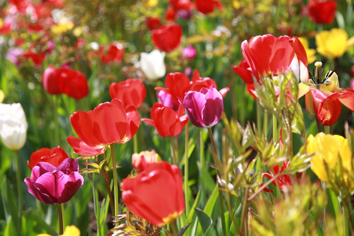 郁金香、花园、大自然免费图片