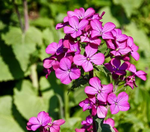 紫色的天竺葵花图片