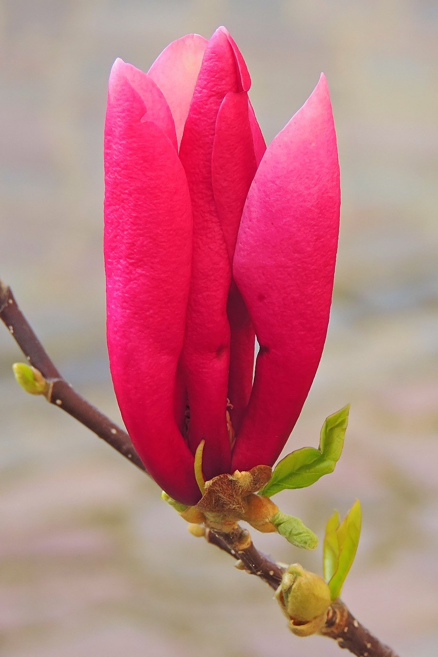 玉兰、花免费图片