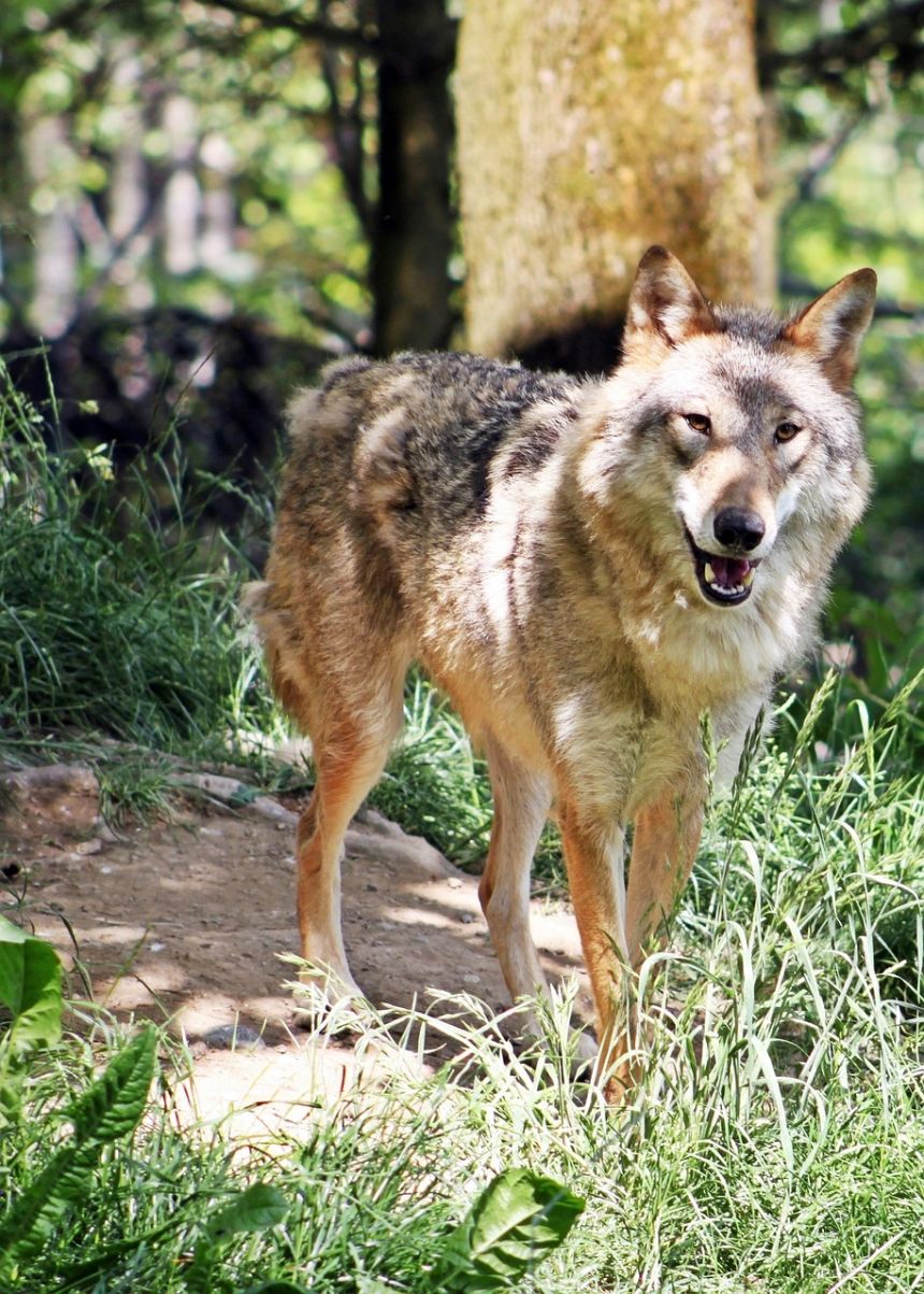 860_1203竖版 竖屏