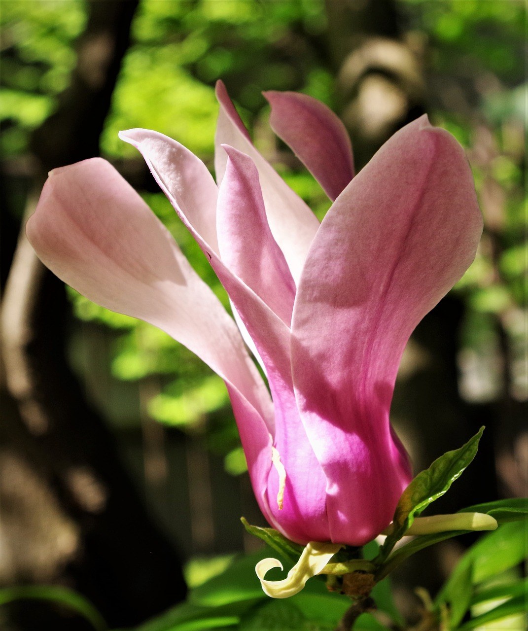 花、粉红色的花免费图片