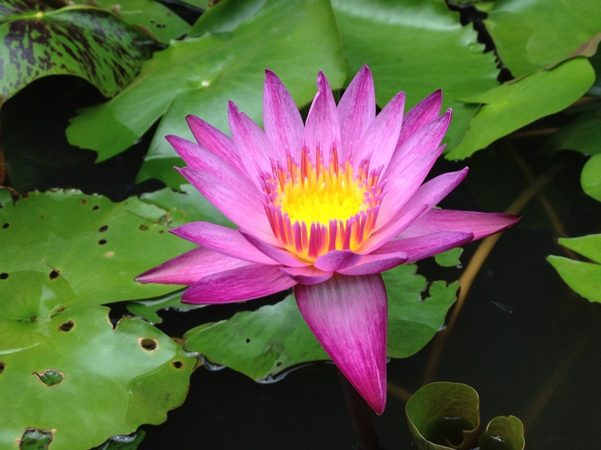 水百合、莲花、水免费图片