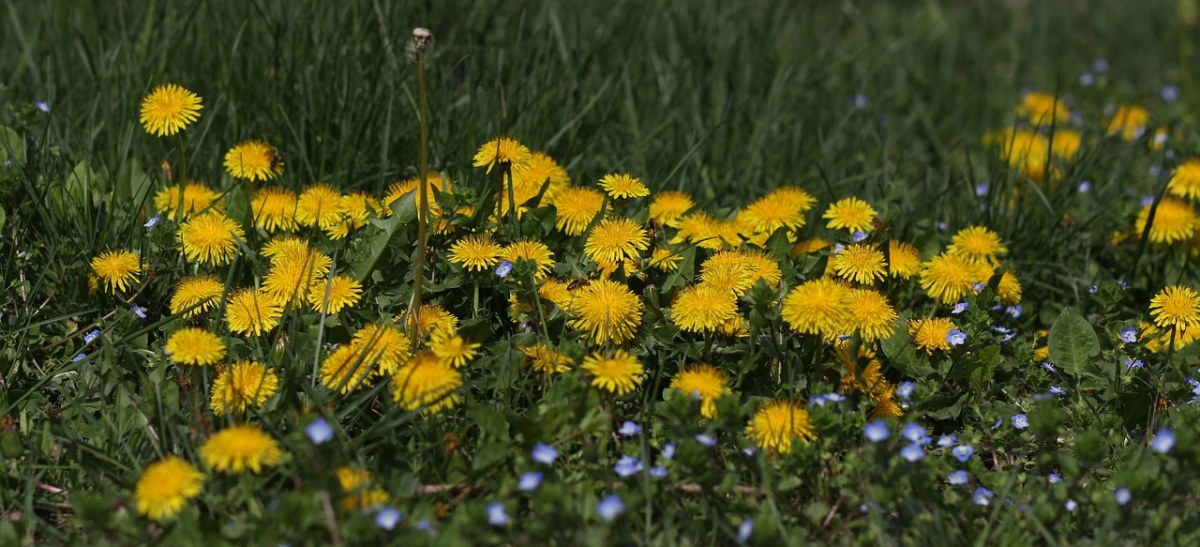 蒲公英、黄色、花卉免费图片