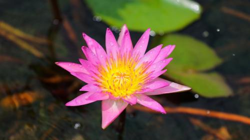 池、植物区系、莲花