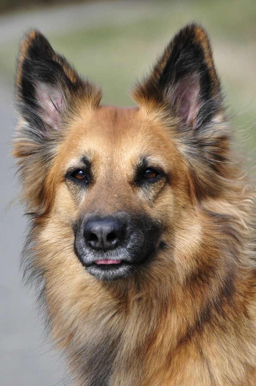 狗,混合动力,布朗