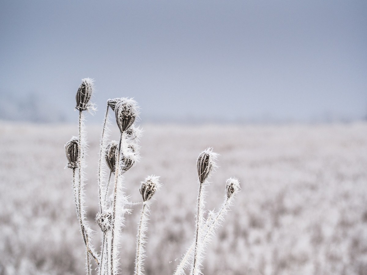 植物、冻结、冬天免费图片
