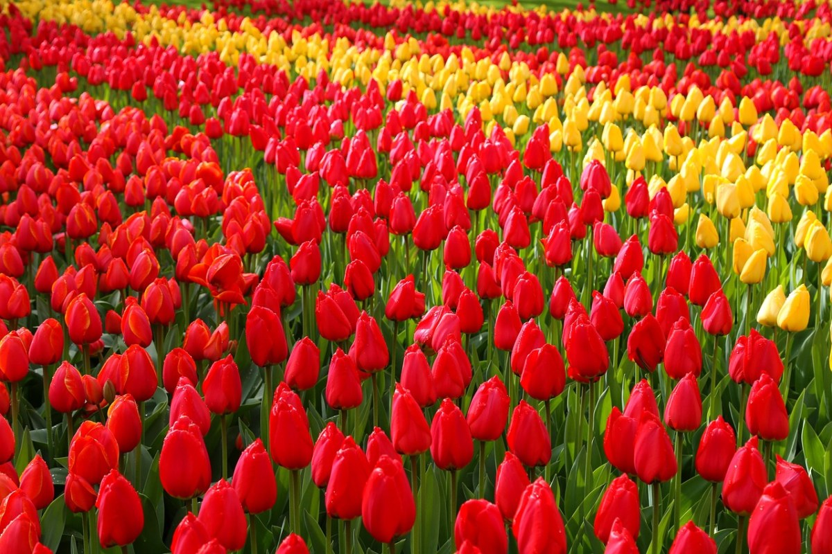库肯霍夫、鲜花、荷兰免费图片
