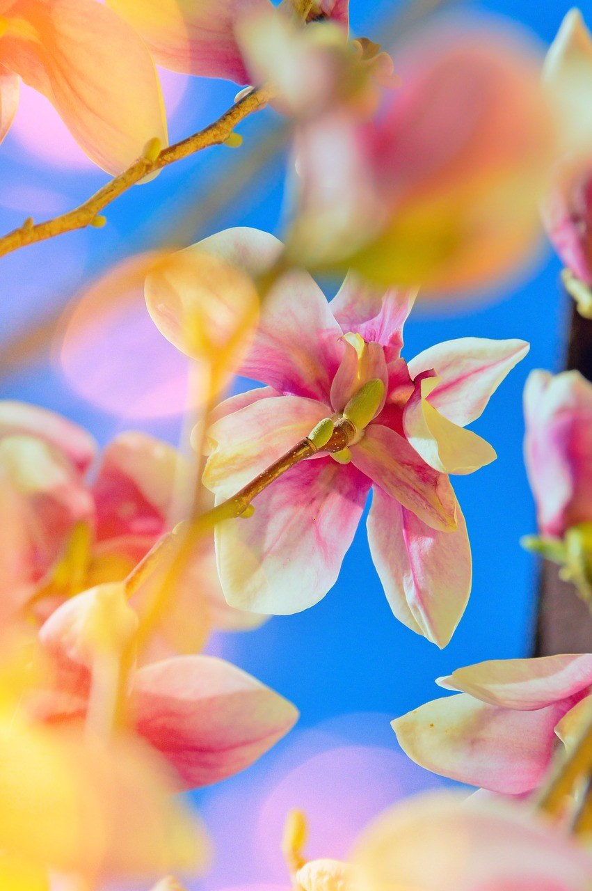 花卉、植物、性质免费图片