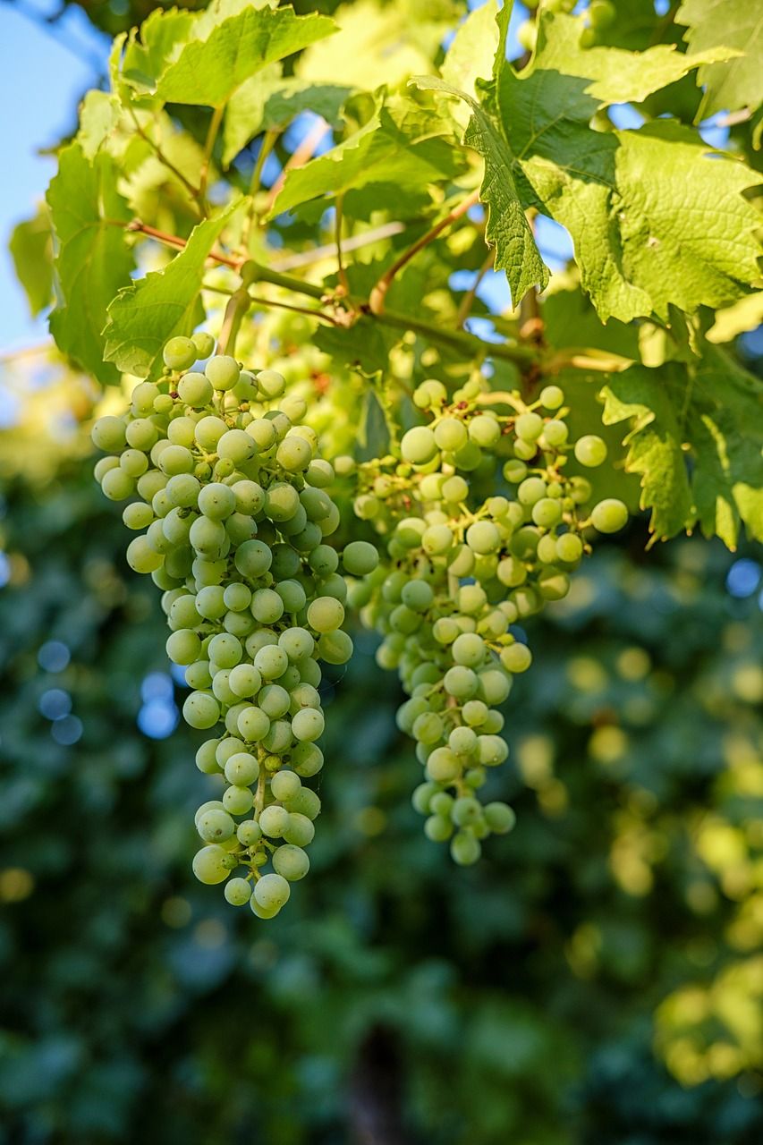 葡萄,水果,葡萄藤