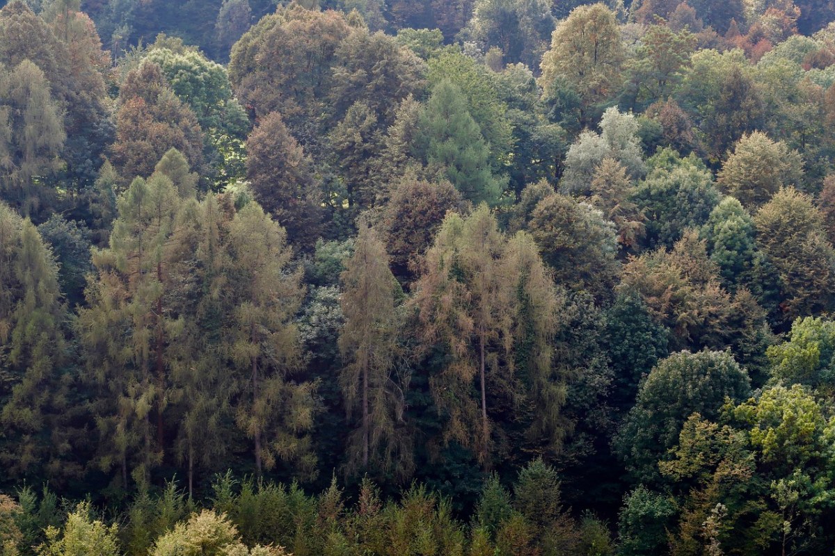 森林,混交林,山区森林
