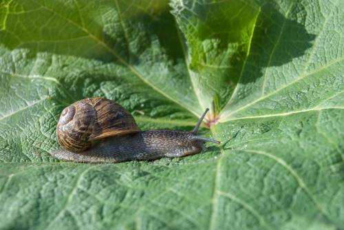 蜗牛、叶、性质