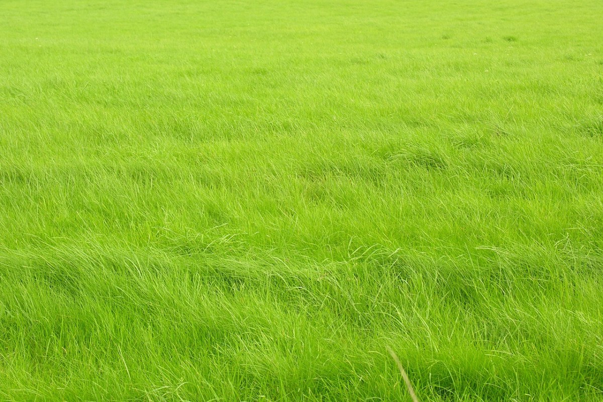 草、绿色免费图片