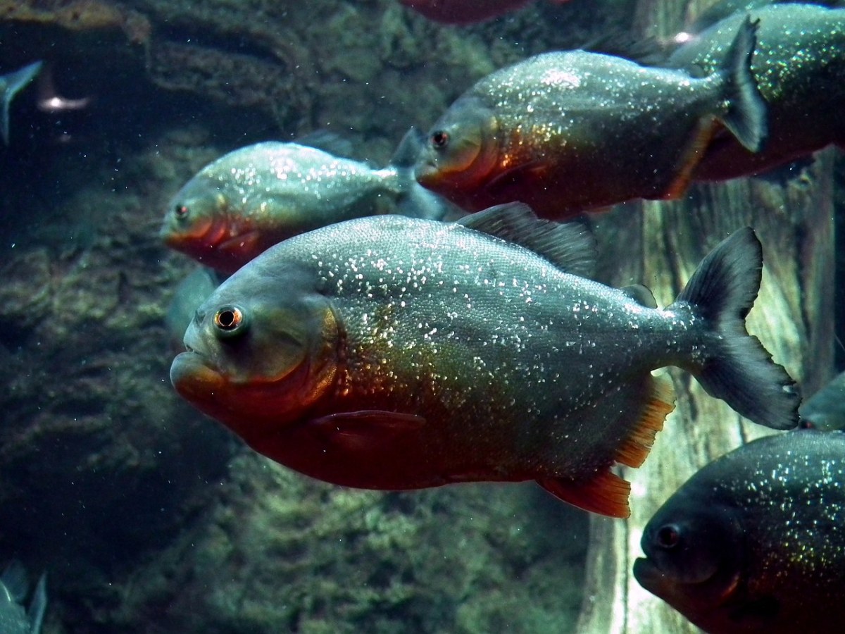 食人鱼,鱼,水族馆