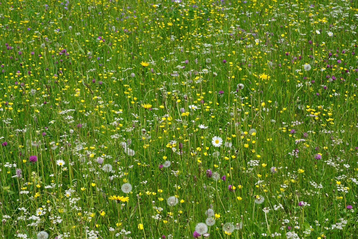 草地、鲜花、字段免费图片
