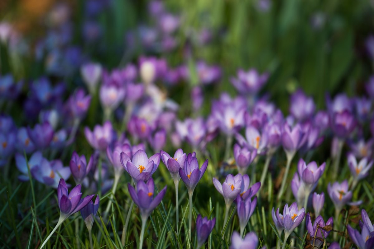 藏红花、Iridaceae、紫免费图片