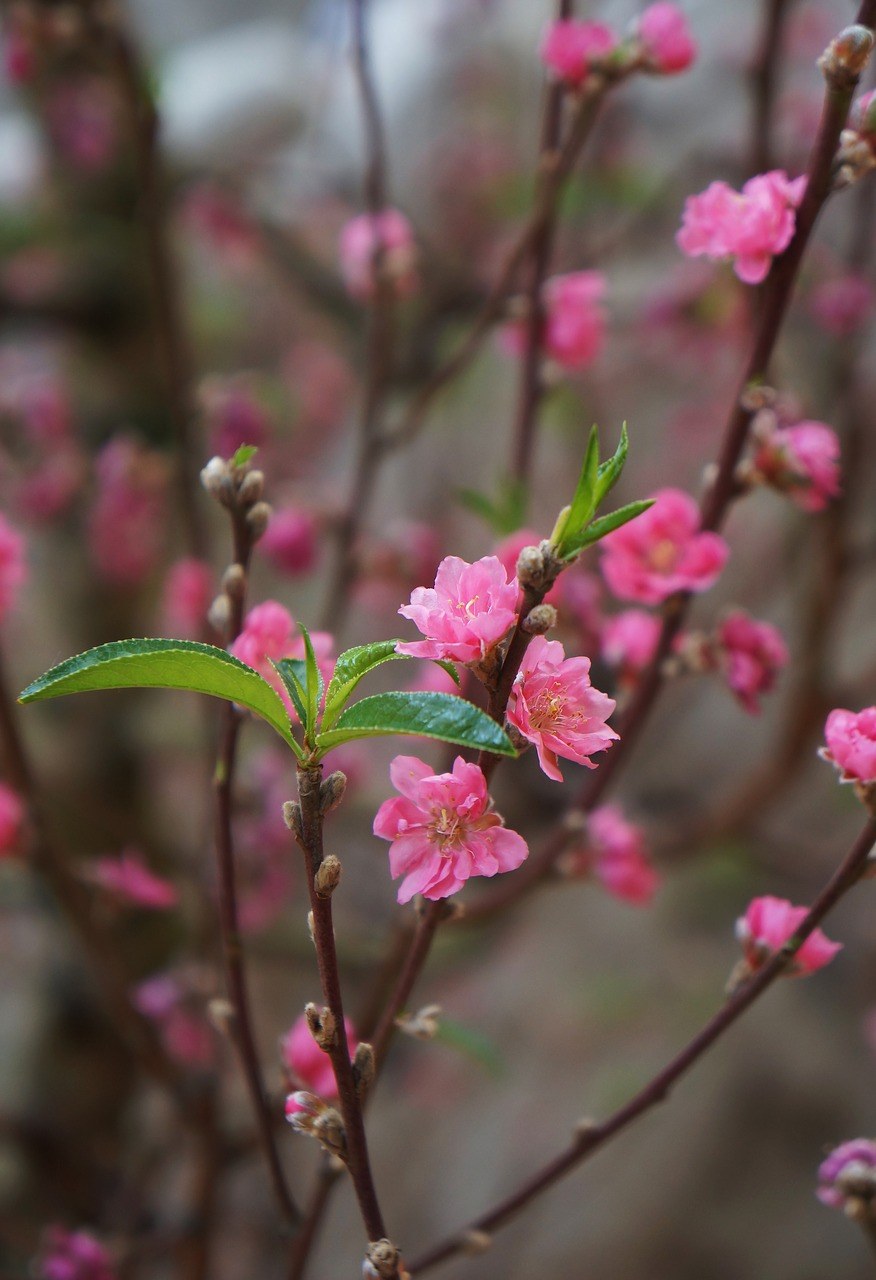 春天的桃花免费图片
