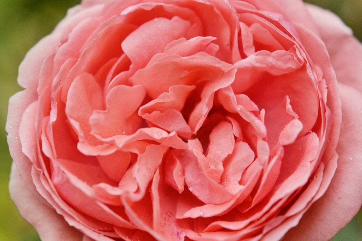 玫瑰、花卉免费图片