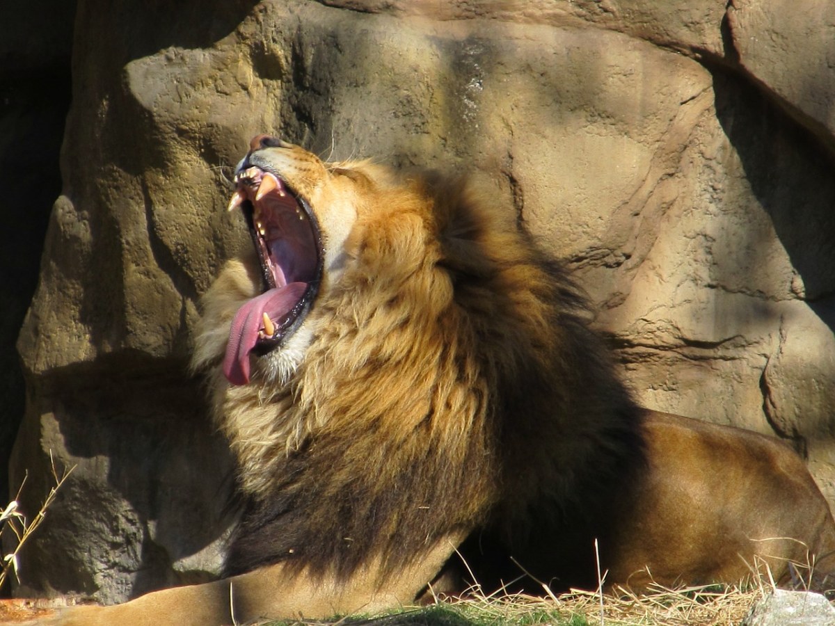 狮子打哈欠、男、野生动物免费图片