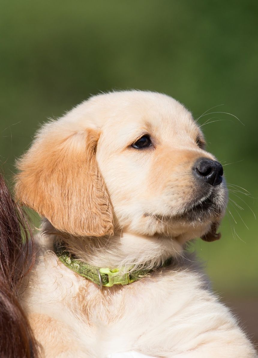 狗,小狗,金毛獵犬