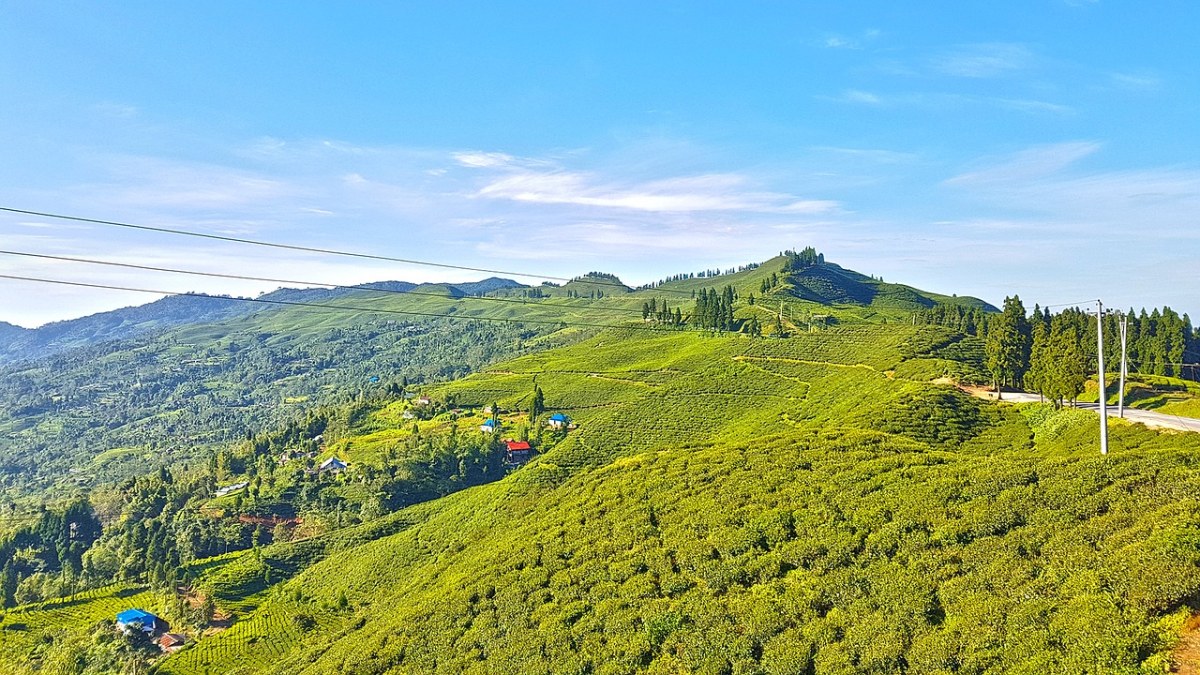 茶山上的茶树绿色植被免费图片