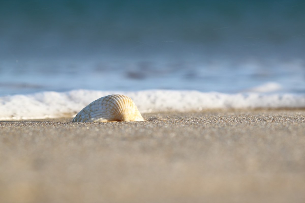 海、砂、贝壳免费图片
