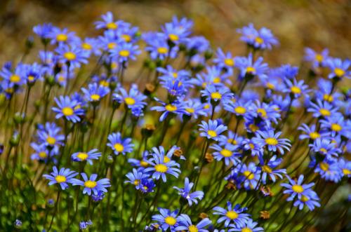 蓝色的小花朵