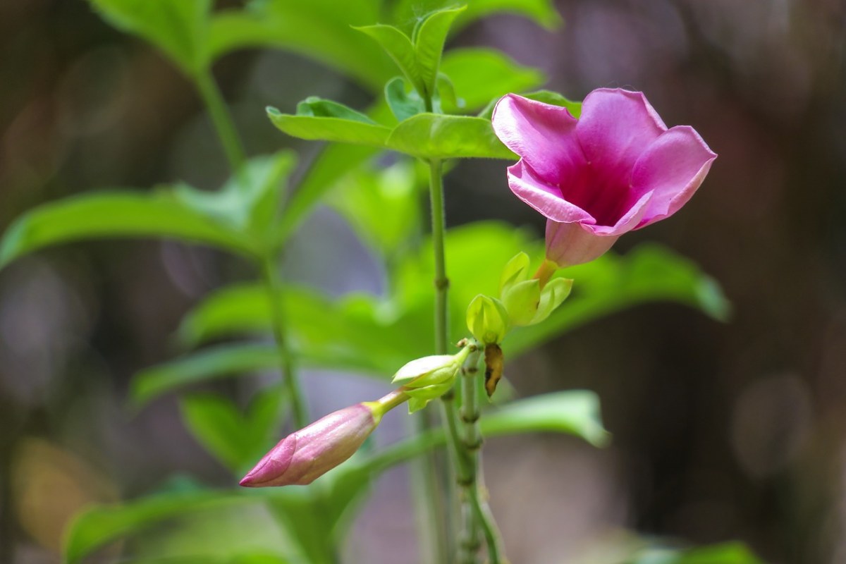 沙漠玫瑰,大自然,植物